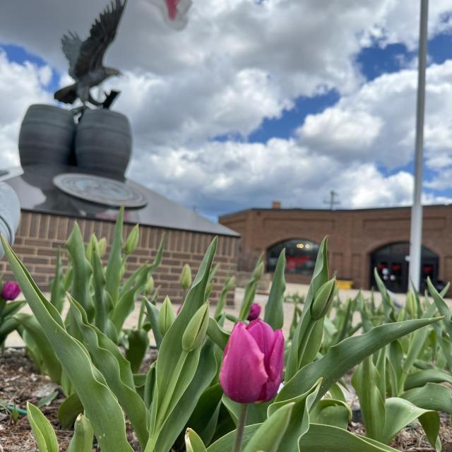 Sure looks like spring here at the brewery! 

Our gift shop is open Tuesday-Sat 10-5pm and tours typically run Tuesday-Sat 10:30-3pm every half hour! Give 414-931-BEER a call the morning of your visit for exact times and more info. 

#millerbrewery #millertime #molsoncoors #milwaukee #brewerytour #tasteslikemillertime #beerlover #millerhighlife #visitmilwaukee